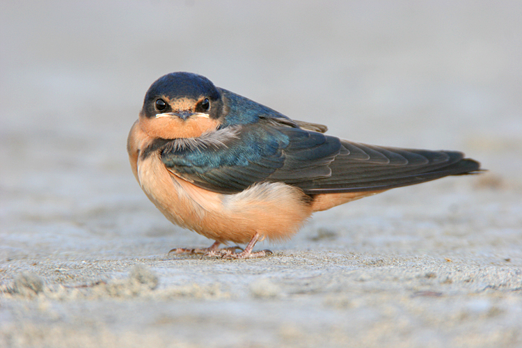 Barn Swallow Photo 117