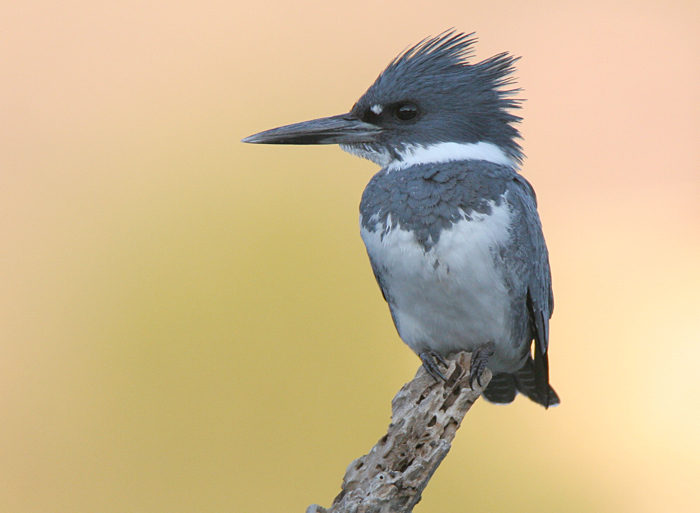 Belted Kingfisher