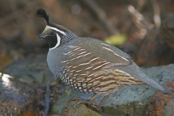 California Quail