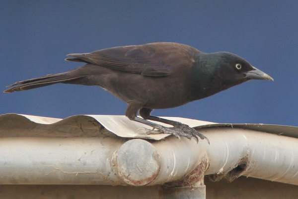 common grackle photo. common grackle bird.