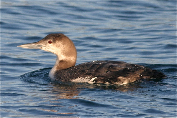 common loon nest. Common Loon