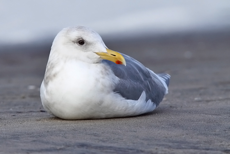 GlaucousWingedGull0LR.jpg