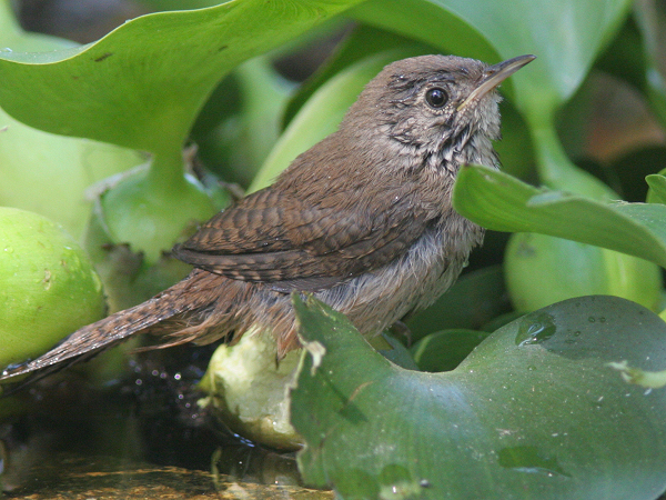 House Wren Egg Hatching for Pinterest