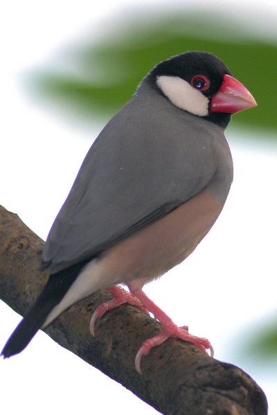 java sparrow java sparrow