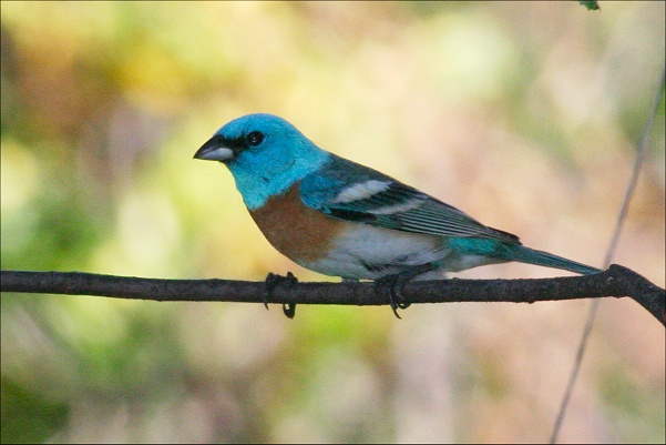 http://www.bird-friends.com/pics/LazuliBunting/LazuliBunting0LR.jpg