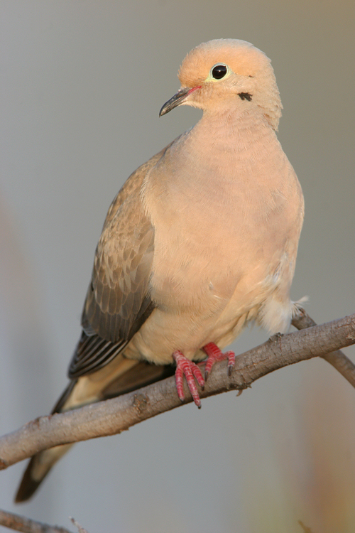 Wrestling dove