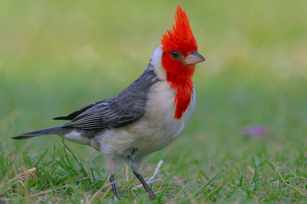 hawaii birds red head