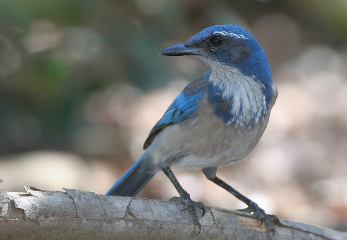 WesternScrubJay2LR.jpg