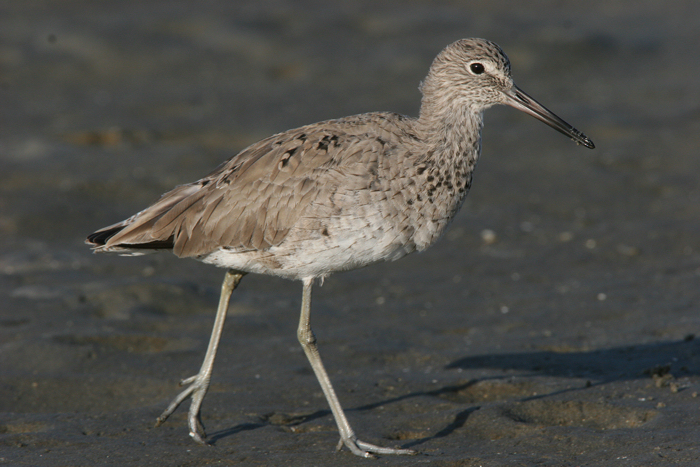 Willet -  8