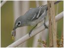 Plumbeous Vireo Copyright 2000 Scott Streit